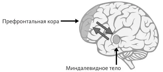 Исследования показывают хронический стресс и недостаток сна которые так - фото 3