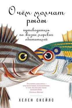 Хелен Скейлс О чём молчат рыбы [Путеводитель по жизни морских обитателей] [litres] обложка книги