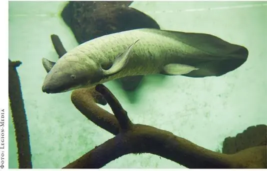Австралийский рогозуб Neoceratodus forsteri представитель двоякодышащих - фото 109