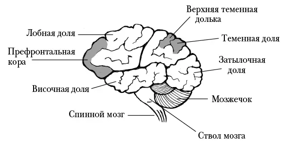 Строение головного мозга человека Основные анатомические структуры мозга - фото 2