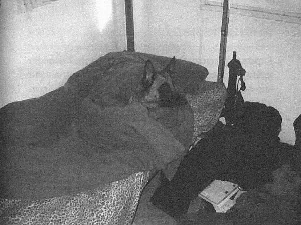 Когда собака приболела она спала в комнате с солдатом иногда забираясь на его - фото 13