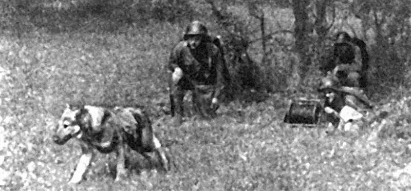 Связисты Практика боевого применения собак службы связи показала что во время - фото 23