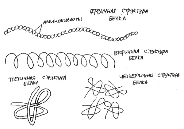 Рис 1 Первичная вторичная третичная и четвертичная структуры белка Аллергия - фото 1