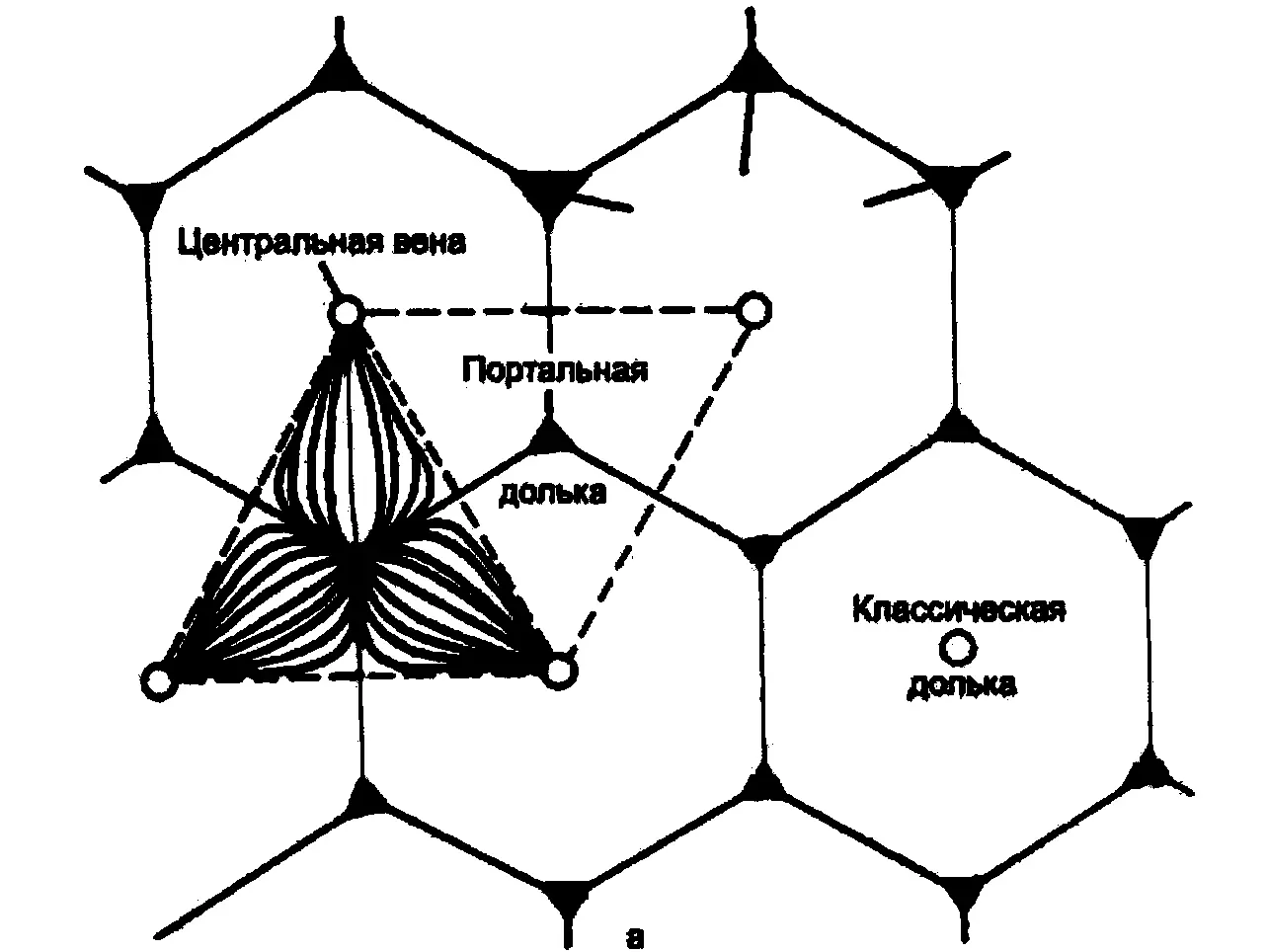 Рис 7 Дольковое и ацинарное строение печени а классическая и портальная - фото 9