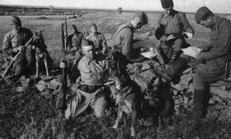 Рис 8 Подразделение собакистребителей танков Наши специалисты служебного - фото 8