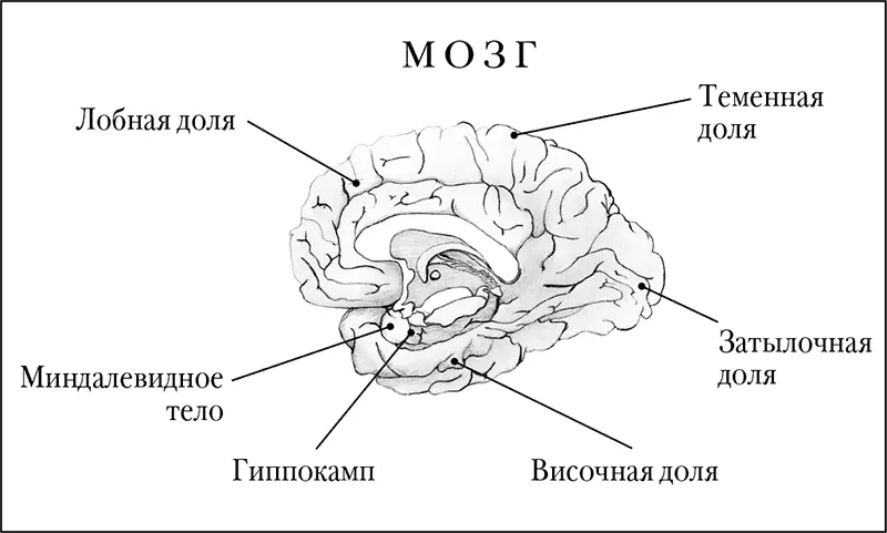 Медиальное сечение мозга Мозговые функции выполняемые долями Введение - фото 1