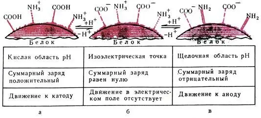 Рис 10 Белки амфотерные соединения а в кислом растворе суммарный заряд - фото 17