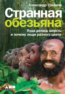 Александр Соколов Странная обезьяна [Куда делась шерсть и почему люди разного цвета] обложка книги