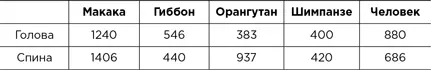 Спустя 50 лет подсчет волос у разных приматов продолжили Гэри Шварц и Леонард - фото 9