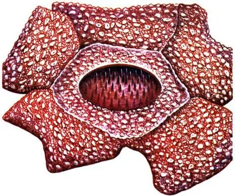 Rafflesia arnoldii Clathrus chrysomycelinus Mutinus bambusinus Late - фото 159