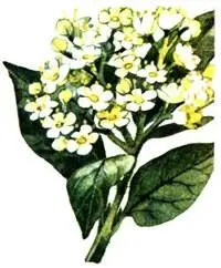 Калина лавролистная Viburnum tinus Земляничное дерево крупноплодное Arbutus - фото 100