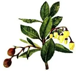 Земляничное дерево крупноплодное Arbutus unedo Сосна алеппская Pinus - фото 101