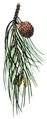 Сосна алеппская Pinus halepensis Фисташка мастиковая Pistacia lentiscus К - фото 102