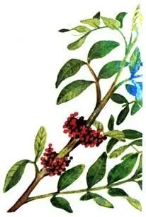 Фисташка мастиковая Pistacia lentiscus К характернейшим растениям - фото 103