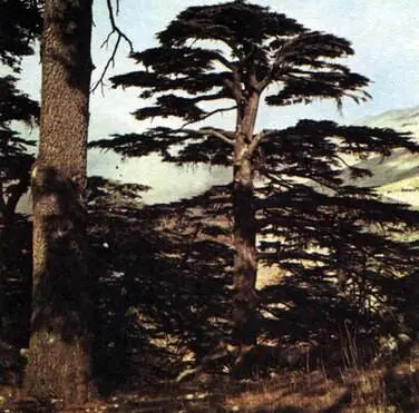 Характерный облик кедра ливанского Cedrus libani растущего в реликтовом - фото 104