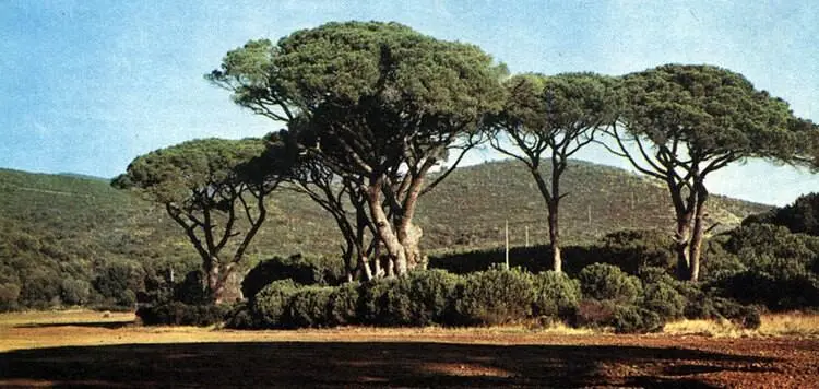 Зонтиковидные кроны пиний Pinus pinea встречаются во многих местах - фото 105
