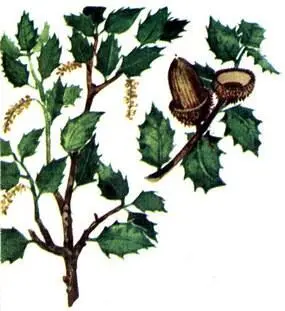 Дуб кустарниковый Quercus coccifera Ладанник шалфеелистный Cistus - фото 108