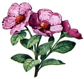 Ладанник шалфеелистный Cistus salviifolius Жестер вечнозеленый Rhamnus - фото 109