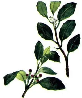 Жестер вечнозеленый Rhamnus alaternus Филирея узколистная Phillyrea - фото 110