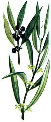 Филирея узколистная Phillyrea angustifolia Розмарин Rosmarinus officinalis - фото 111