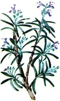 Розмарин Rosmarinus officinalis Лаванда стэхадская Lavandula stoеchas - фото 112
