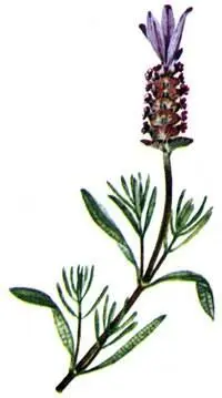 Лаванда стэхадская Lavandula stoеchas Ладанник шерстистый Cistus villosus - фото 113