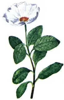 Ладанник шерстистый Cistus villosus Асфодель Asphodelus albus Ветреница - фото 114