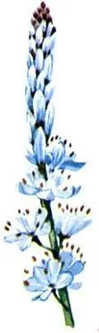 Асфодель Asphodelus albus Ветреница венцевидная Anemone coronaria Колючий - фото 115