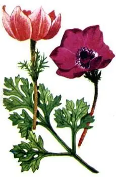 Ветреница венцевидная Anemone coronaria Колючий дрок Calycotome spinosa - фото 116