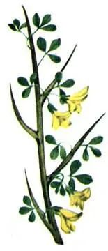 Колючий дрок Calycotome spinosa Можжевельник красный Juniverus oxycedrus - фото 117