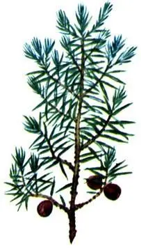 Можжевельник красный Juniverus oxycedrus Лимодорум Limodorum abortivum - фото 118