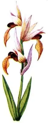 Офрис Ophrys scolopax Серапиас Serapias lingua Напоминающие маккию - фото 120