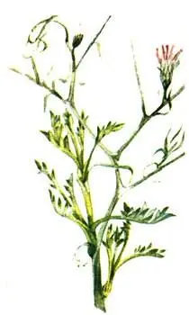 Василек колючий Centaurea spinosa Черноголовник колючий Poterium spinosum - фото 125