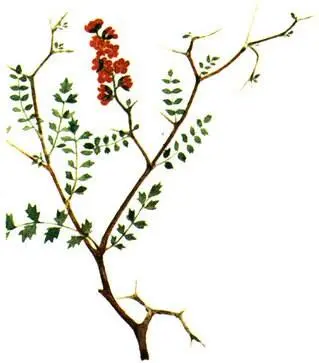 Черноголовник колючий Poterium spinosum Крестовник цинерариевый Senecio - фото 126