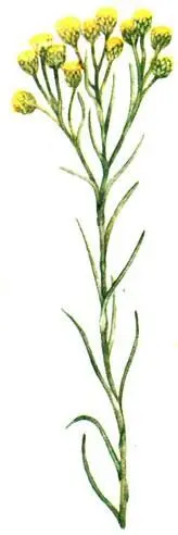 Цмин стэхадский Helichrysum stoechas Молочай колючий Euphorbia spinosa - фото 129