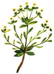 Молочай колючий Euphorbia spinosa Чилийская область жестколистных растений - фото 130