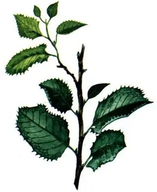 Лавровишня падуболистная Laurocerasus ilicifolia Цеанотус клинолистный - фото 134