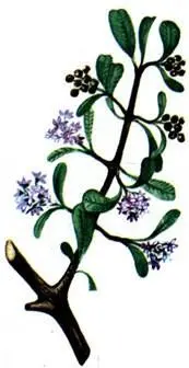 Цеанотус клинолистный Ceanothus cuneatus Литреа едкая Lithraea caustica - фото 135
