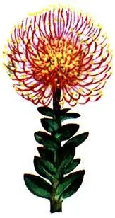 Leucadendron argenteum Protea cynaroides Agathosma capitatum - фото 139
