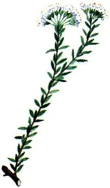 Agathosma capitatum Австралийская область жестколистных растений Области с - фото 141