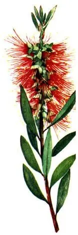 Callistemon citrinus Banksia coccinea Влажные и лавровые леса умеренно - фото 144