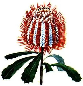Banksia coccinea Влажные и лавровые леса умеренно теплых областей В - фото 145
