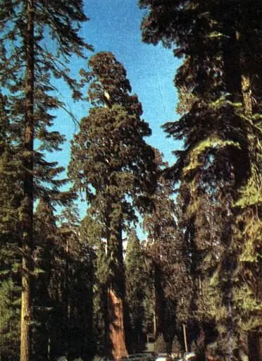 Мамонтовы деревья гигантские Sequoiadendron giganteum достигающие высоты 85 - фото 148