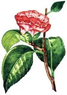 Камелия японская Camellia japonica Лавровишня лекарственная Laurocerasus - фото 151
