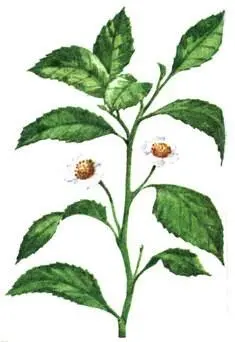 Чай Thea sinensis Головчатый тисс Cephalotaxus drupacea Мамонтово дерево - фото 153