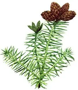 Куннингамия ланцетная Cunninghamia lanceolata Болотный кипарис Taxodium - фото 157