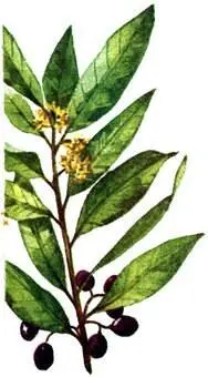 Лавр благородный Laurus nobilis Ногоплодник серповидный Podocarpus falcatus - фото 159