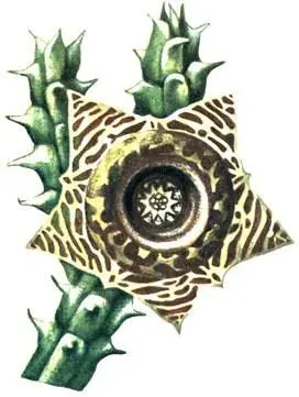 Huernia zebrina Hoodia dregei Sarcocaulon multifidum Pleiospilos prisma - фото 16