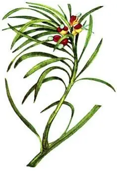 Ногоплодник серповидный Podocarpus falcatus Рододендрон понтийский - фото 160