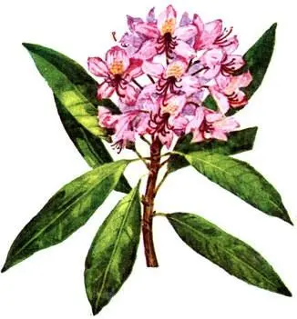 Рододендрон понтийский Rhododendron ponticum Сциадопитис мутовчатый - фото 161